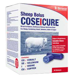 ie coseicure sheep