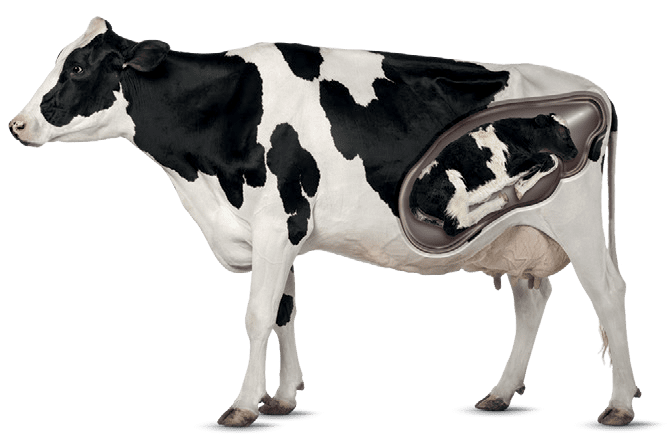 fertility cow