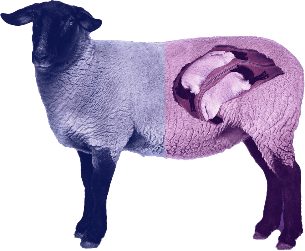 purple sheep