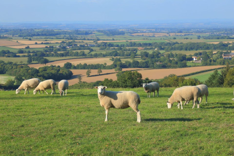 Pre-Tupping Trace Elements: Supporting Breeding and Pregnancy