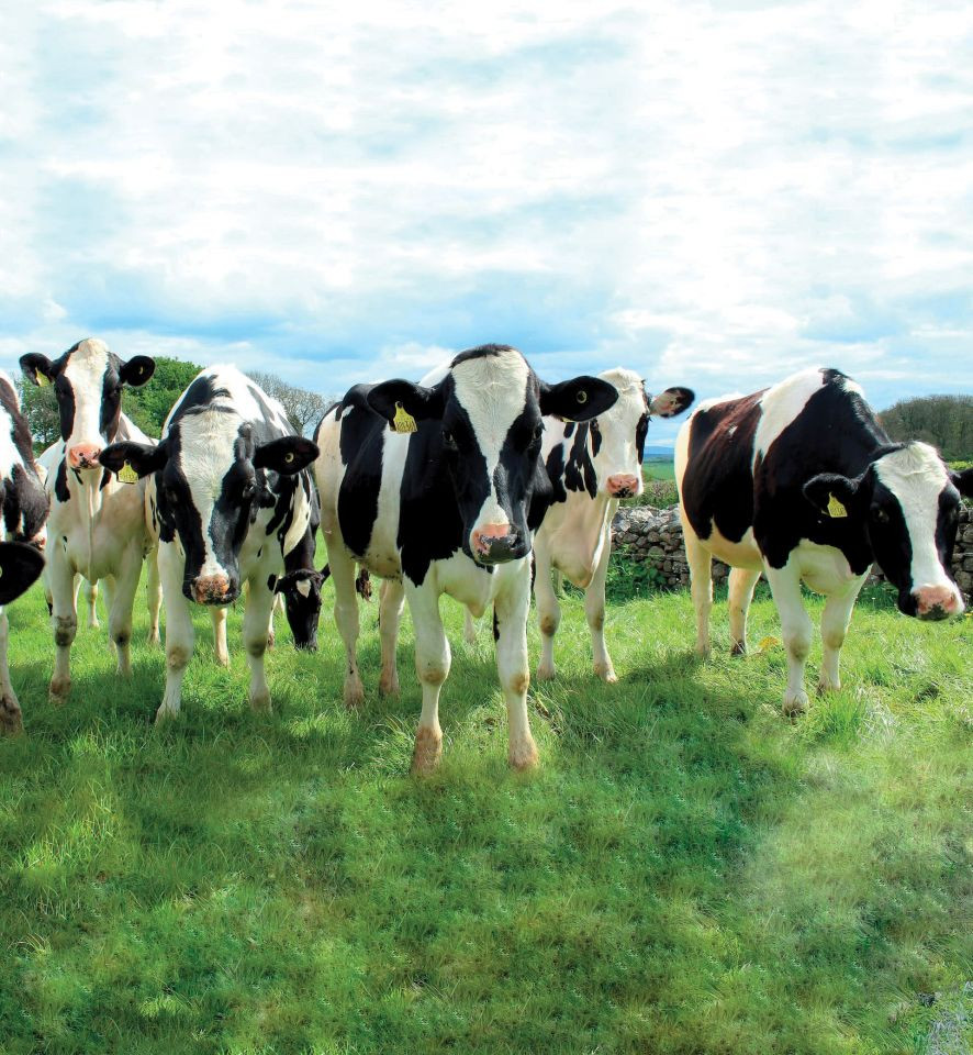 dairy-cows-bimeprine