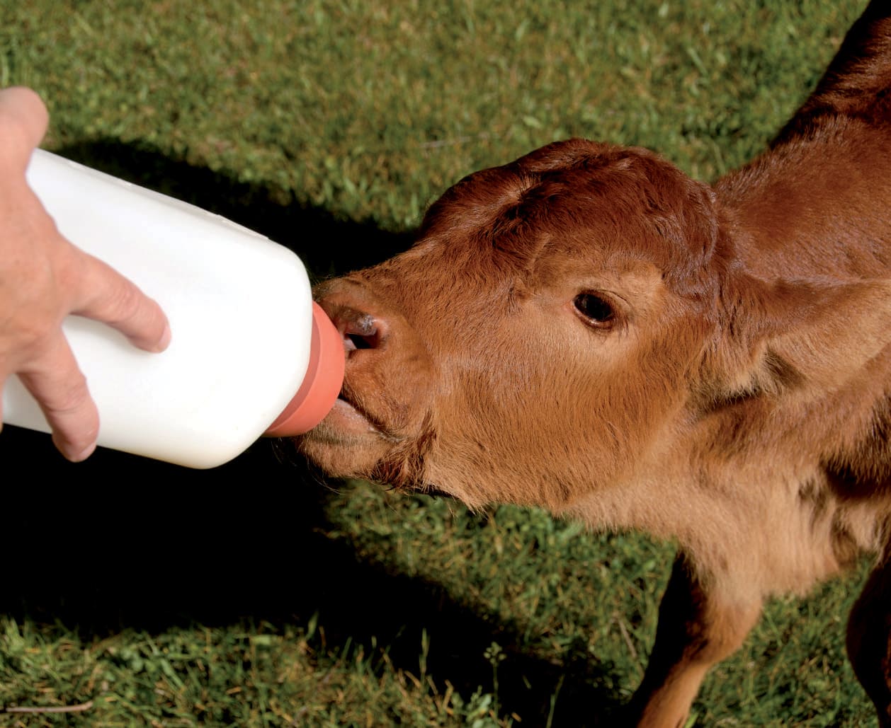 Animal Header 1