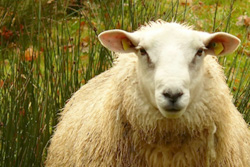 sheep product