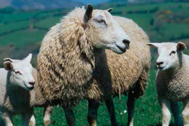 species sheep