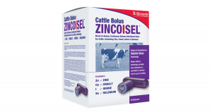 Zincoisel - Cattle