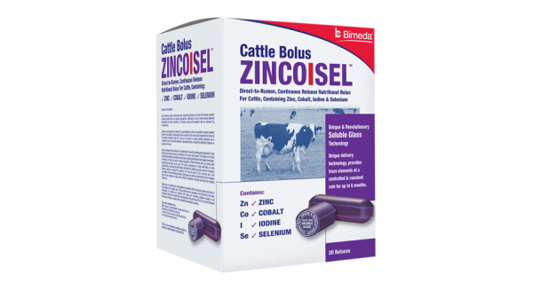 Zincoisel - Cattle