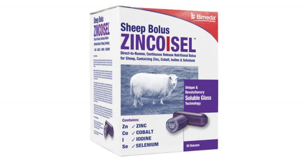 Zincoisel - Sheep