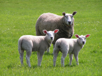 The Role of Trace Element Nutrition in Sheep Fertility