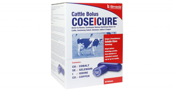 CoseIcure Cattle