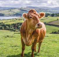 Concerned About Cattle Fertility?